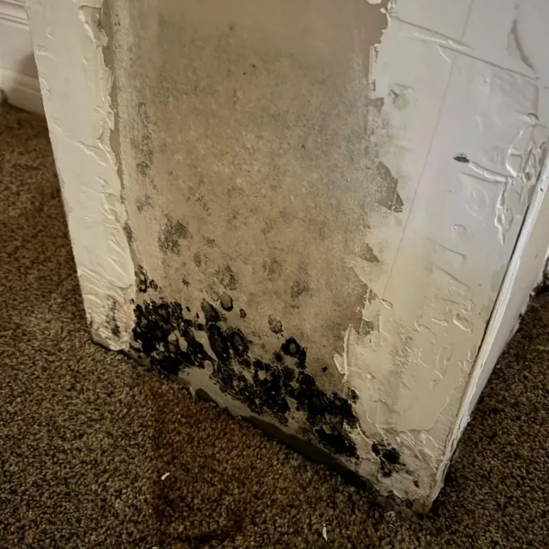Professional Mold Removal in Portage, IN